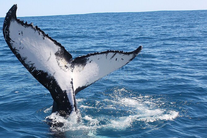 Kalbarri Whale Watching Tour Guided - Crew guidance that turns sightings into understanding