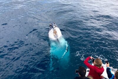 Kalbarri Whale Watching Tour Guided - The boat experience: 50-foot comfort and real deck views