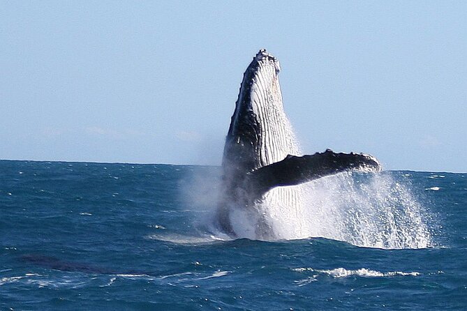 Kalbarri Whale Watching Tour Guided - Price and value: about $60.97 for a focused wildlife outing