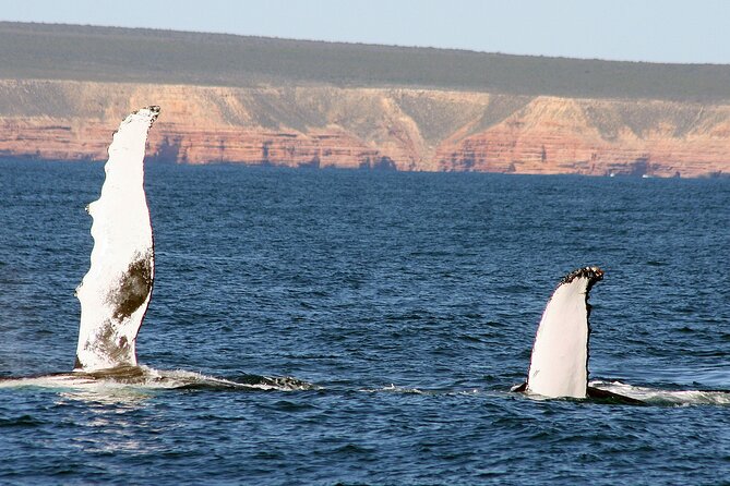 Kalbarri Whale Watching Tour Guided - Weather reality and the whale-spotting odds