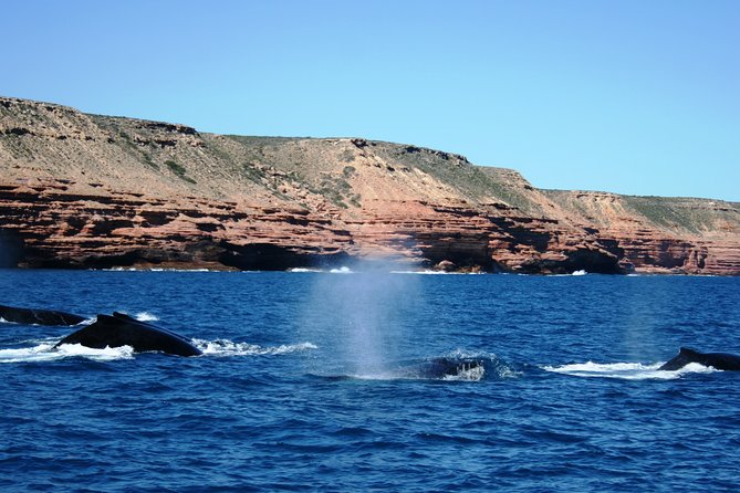 Kalbarri Whale Watching Tour Guided - What to bring so you’re comfortable at sea
