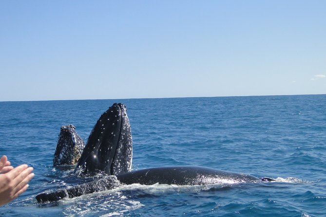 Kalbarri Whale Watching Tour Guided - Who should book this whale watch in Kalbarri