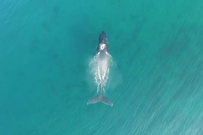 Kauai Raft Adventure: Whale Watch Discovery - The Hydrophone Moment: Hearing Whale Songs When You Get Close