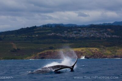 Kauai's South Side Whale and Dolphin Zodiac Boat Adventure - Zodiac Hurricane Boats: Fast, Nimble, and Definitely Not a Leisure Cruise