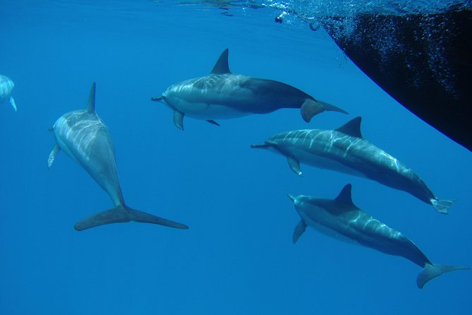 Kauai's South Side Whale and Dolphin Zodiac Boat Adventure - How the Captain and Crew Help You Find Whales and Dolphins
