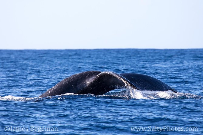 Kauai's South Side Whale and Dolphin Zodiac Boat Adventure - Wildlife Beyond Humpbacks: Dolphins, Turtles, and Sea Birds
