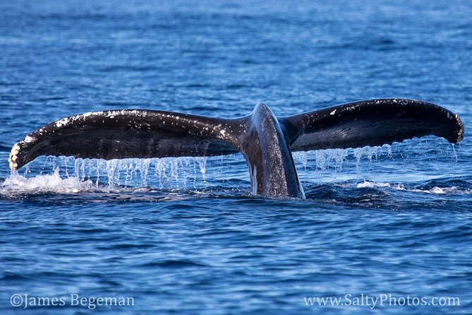 Kauai's South Side Whale and Dolphin Zodiac Boat Adventure - Price and Value: Is $158.43 Worth It?