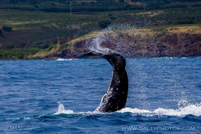 Kauai's South Side Whale and Dolphin Zodiac Boat Adventure - What It Feels Like on Choppy Days (And Why People Still Recommend It)