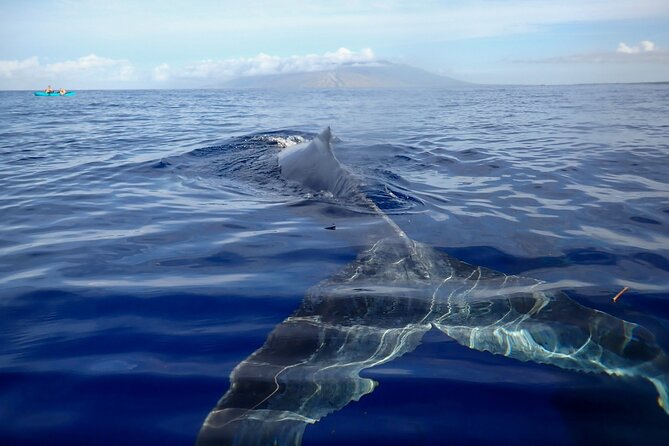 Kayak and Whale Watching Tour - Key Highlights at a Glance