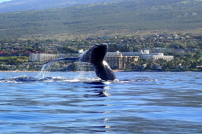 Kayak and Whale Watching Tour - Why Maui Kayak Whale Watching Feels Different Than a Boat