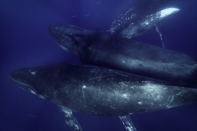Kayak and Whale Watching Tour - Makena Landing Park: Your 7:00 am Starting Line