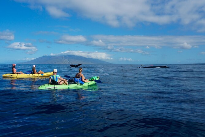 Kayak and Whale Watching Tour - The 3-Hour Flow: What Happens Between Launch and Return