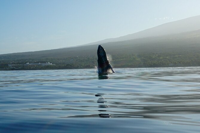 Kayak and Whale Watching Tour - Whale Encounters Up Close: Safety, Positioning, and What You Might Hear