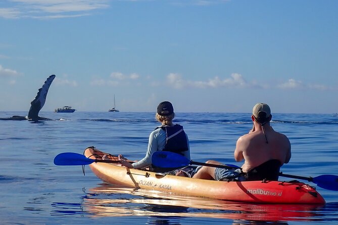 Kayak and Whale Watching Tour - What You Get For the Price (And Why It’s Not Just $130)