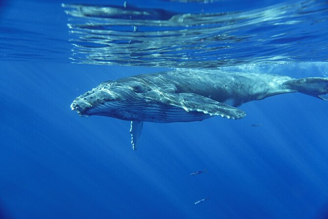 Kayak and Whale Watching Tour - What to Bring (So You Don’t Spend the Trip Thinking About Yourself)