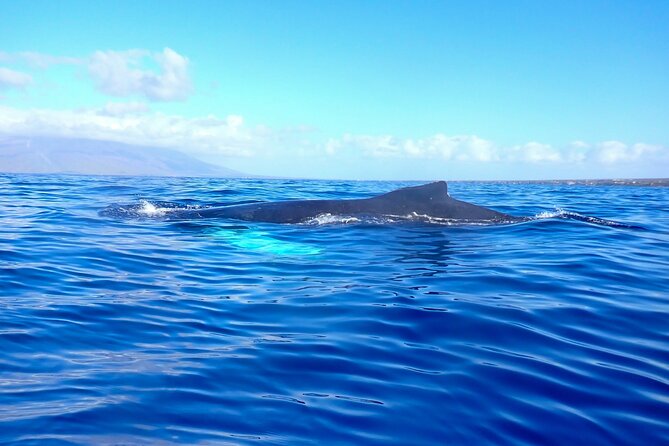Kayak and Whale Watching Tour - Weather Reality Check: Why the Day’s Conditions Matter