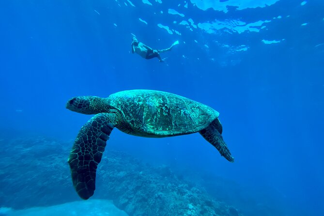 Kayak & Turtle Town Snorkel(Turtles Guaranteed) + Whale Watching - Who should book this kayak-snorkel-whale combo—and who should skip