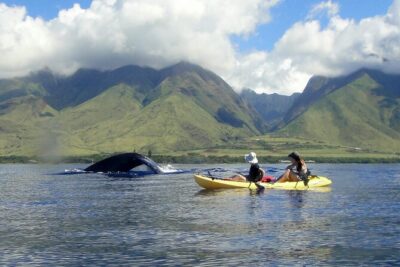 Kayak, Whale Watch and Snorkel - Olowalu Beach kayak: West Maui views with reef-water at your level