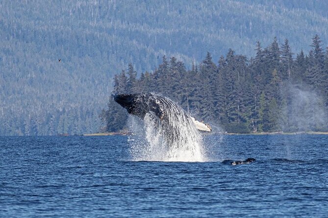 Ketchikan Whale Watching and Nature Tour - Fast and warm private whale watching from Ketchikan