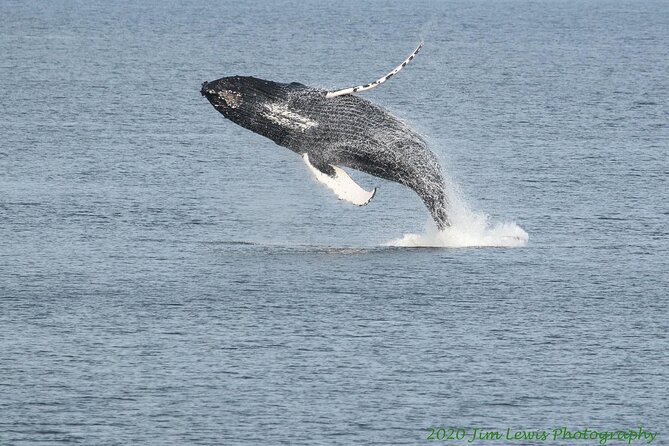 Ketchikan Whale Watching and Nature Tour - Revillagigedo Island: why this route fits whale-watching style