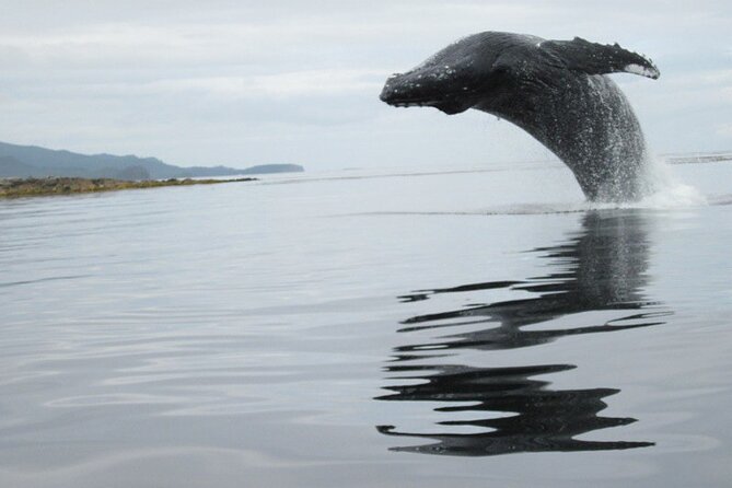 Ketchikan Whale Watching and Nature Tour - The plan on the water: departing Ketchikan, scanning Revillagigedo, and returning to port