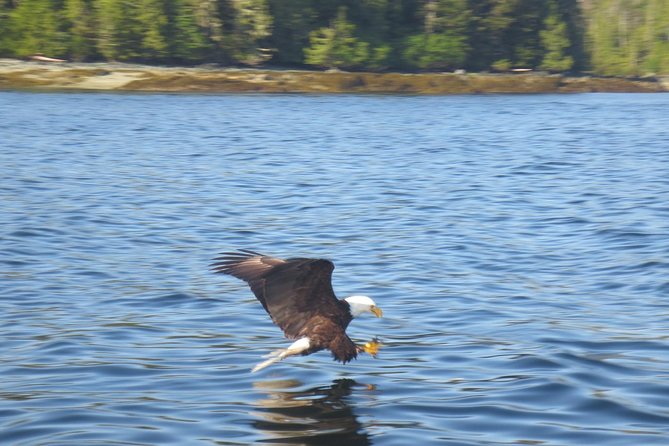 Ketchikan Whale Watching and Nature Tour - Price and value: what $3,000 per group really means