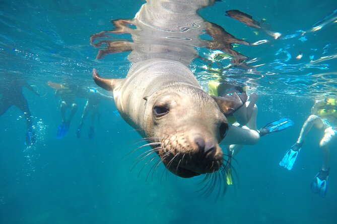 La Paz Whale Shark & Sea Lion Snorkeling + Balandra Tour - Key things you’ll notice on this tour