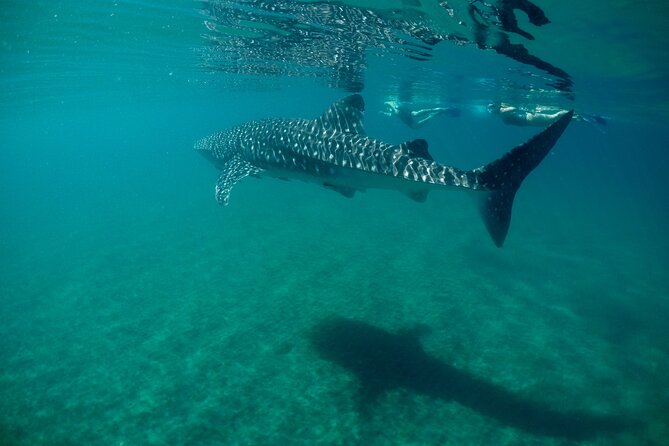 La Paz Whale Shark & Sea Lion Snorkeling + Balandra Tour - Whale sharks and sea lions: the La Paz combo that feels personal