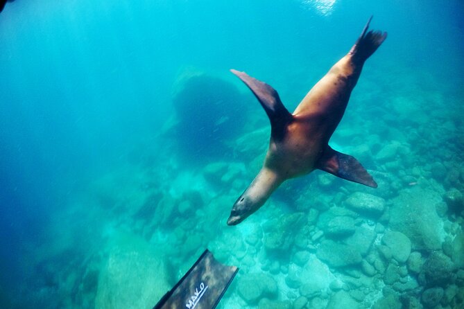 La Paz Whale Shark & Sea Lion Snorkeling + Balandra Tour - Balandra beach stop: lunch, ceviche, beer, and time to breathe