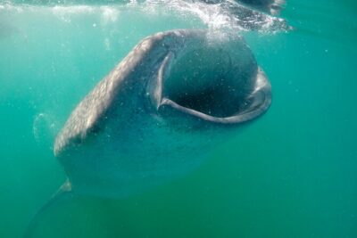 La Paz Whale Shark & Sea Lion Snorkeling + Balandra Tour - San Rafaelito sea lions: close, friendly, and very watchable