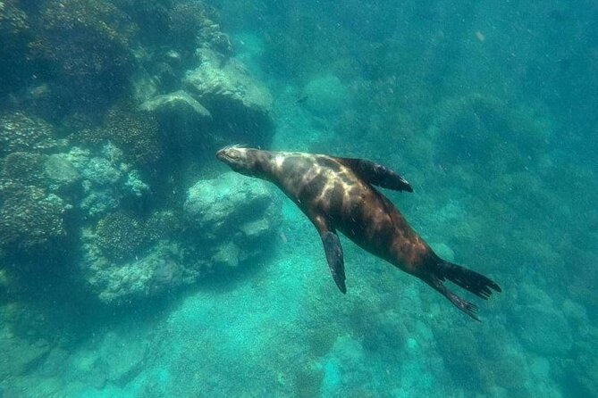 La Paz Whale Shark & Sea Lion Snorkeling + Balandra Tour - Duration and timing: plan for a 6-hour marine day