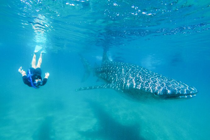 La Paz Whale Shark Snorkeling Tour and Lunch From Los Cabos - Key points before you book