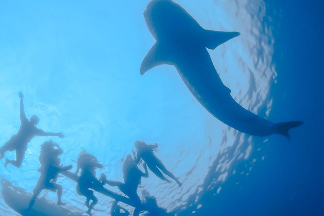 La Paz Whale Shark Snorkeling Tour and Lunch From Los Cabos - Why La Paz and whale sharks make this a special day