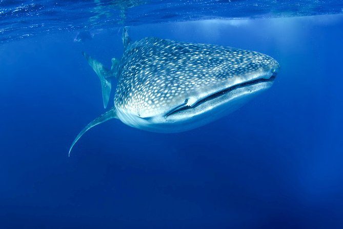 La Paz Whale Shark Snorkeling Tour and Lunch From Los Cabos - Malecon check-in and the panga boat ride to the whale sharks