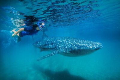 La Paz Whale Shark Snorkeling Tour and Lunch From Los Cabos - Getting there from Los Cabos: the long morning and why it matters
