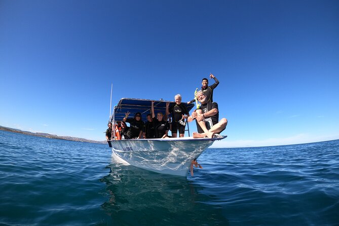 La Paz Whale Shark Snorkeling Tour and Lunch From Los Cabos - Swim time with whale sharks: safety, spacing, and realistic expectations