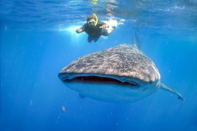 La Paz Whale Shark Snorkeling Tour and Lunch From Los Cabos - Lunch at the end: Baja fish tacos (and where vegetarian fits)
