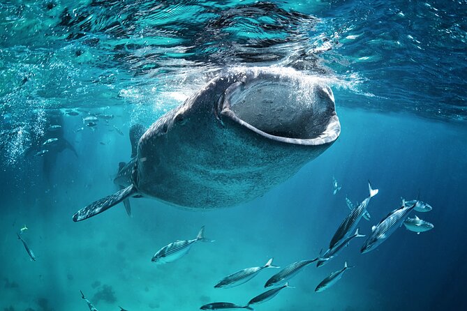 La Paz Whale Shark Snorkeling Tour and Lunch From Los Cabos - Group size, comfort, and the practical stuff you should plan for