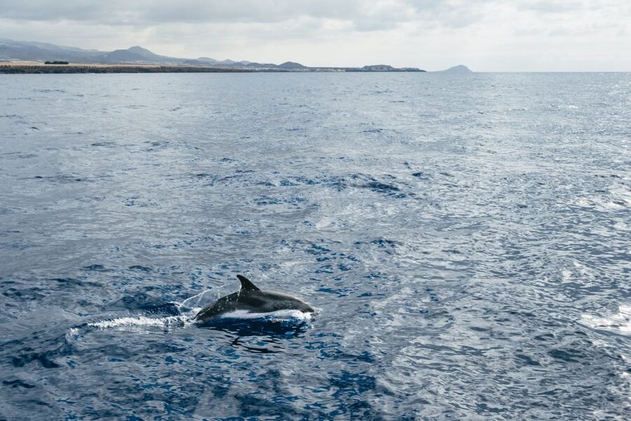 Las Galletas: Whale & Dolphin Tour with Local Skipper - Out to the whale and dolphin grounds: what “spotting” really looks like