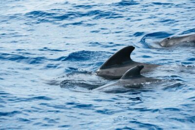 Las Galletas: Whale & Dolphin Tour with Local Skipper - Getting to the dock and boarding Cruz del Sur (meeting point tips)