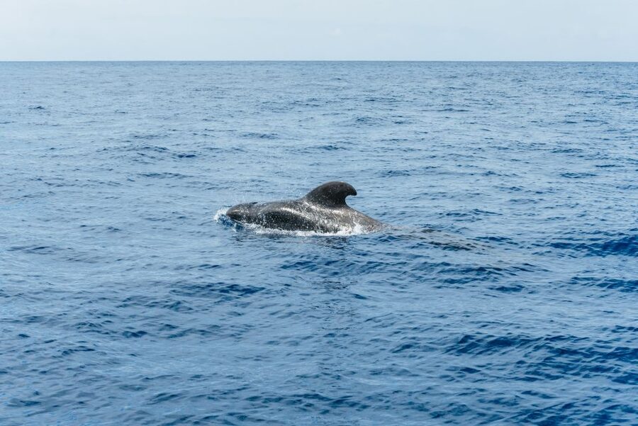 Las Galletas: Whale & Dolphin Tour with Local Skipper - Price and value: why this feels like a smart half-day on Tenerife
