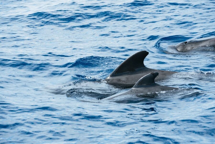 Las Galletas: Whale & Dolphin Tour with Local Skipper - Getting to the dock and boarding Cruz del Sur (meeting point tips)