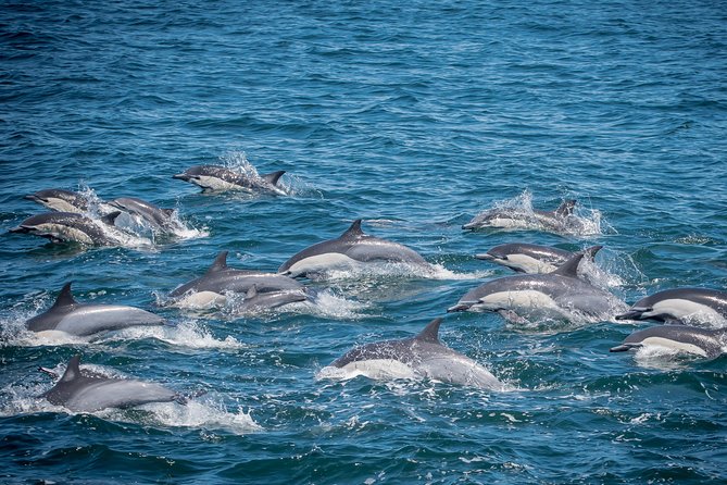 Los Angeles Whale and Dolphin Watching Cruise from West Harbor - Key reasons this cruise is a smart pick