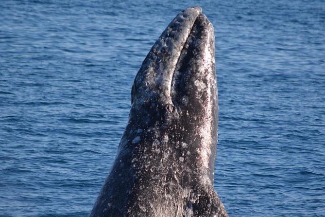 Los Angeles Whale and Dolphin Watching Cruise from West Harbor - San Pedro is the sweet spot: the Harbor Breeze cruise starts right