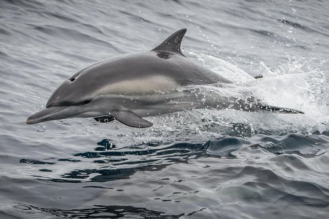 Los Angeles Whale and Dolphin Watching Cruise from West Harbor - Comfort matters: quiet catamarans, climate control, and real restrooms