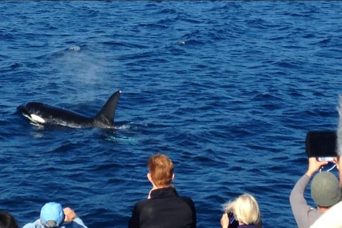Los Angeles Whale and Dolphin Watching Cruise from West Harbor - Chances of whales vs. the dolphins you can more often count on