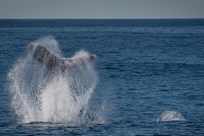 Los Angeles Whale and Dolphin Watching Cruise from West Harbor - Photography and viewing: how to make the most of limited spotting windows
