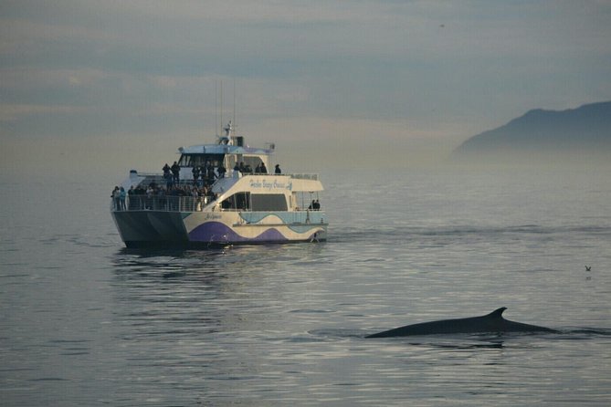 Los Angeles Whale and Dolphin Watching Cruise from West Harbor - Upgrade to USS Iowa: pairing marine life with a slice of naval history