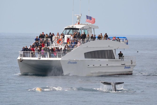 Los Angeles Whale and Dolphin Watching Cruise from West Harbor - Educational whale watching that feels practical, not preachy