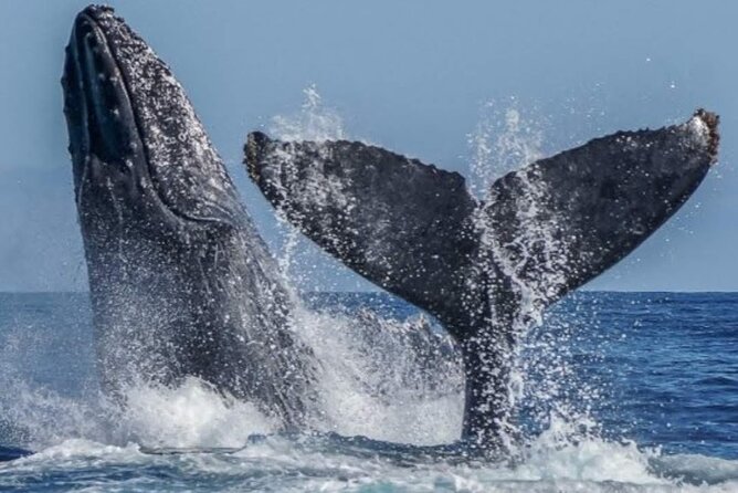 Los Cabos Private Yacht Whale Watching & Drinks - Up to 18 Guests - Drinks on board and the no-alcohol expectation